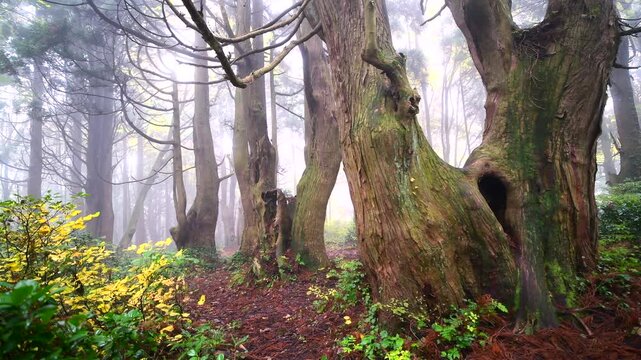 幻想の森と朝霧と紅葉