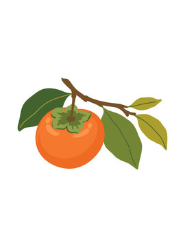 ripe persimmon fruit isolated on white background vector illustration