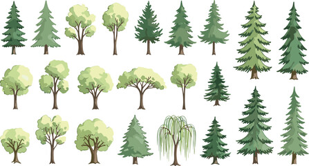 Tree illustration set, coniferous and deciduous trees, nature diversity, green foliage, botanical vector, forest elements, educational plant graphics © Fenshi