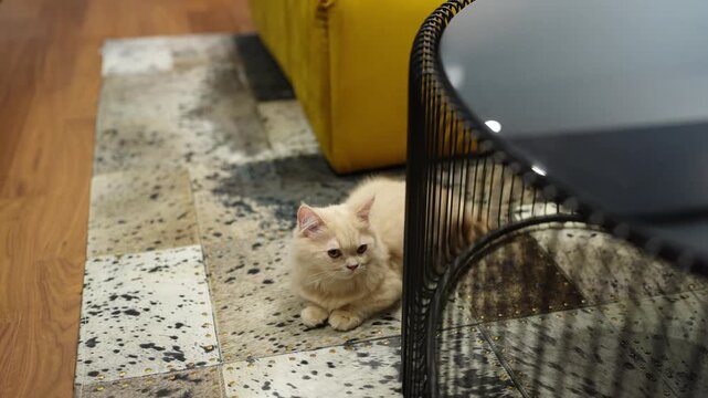 Calm cream cat sits still on patterned rug. Yellow sofa and black wire table frame scene. Cat gazes directly at camera with quiet curiosity. Ideal for cozy home, pet lifestyle
