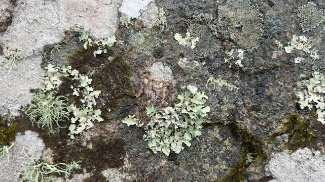 Close up abstract background view of nature and lichen on a wall in green and yellow Uk 4K