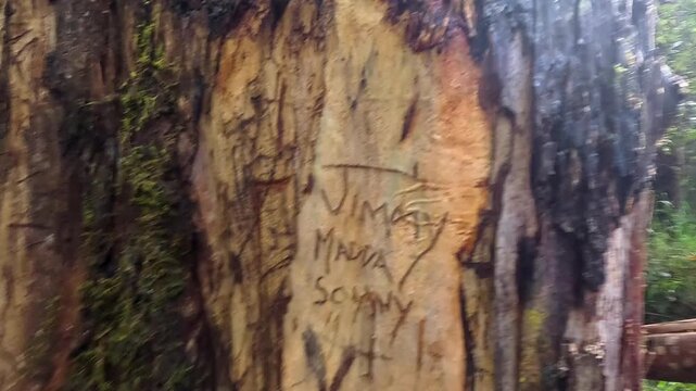 Close view of a mossy tree stump with carved names transitions to the wider damp forest around it on a quiet day.