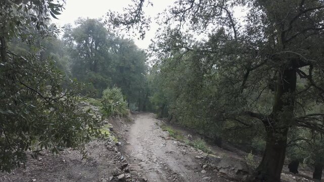 Handheld of Windy Mountain Forest Path on Gorropu Canyon Trail in Sardinia Italy