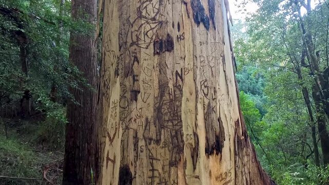 Graffiti-like initials and symbols carved into a tall tree trunk surrounded by dense green forest.