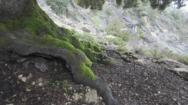 Low Angle of Mossy Tree Roots and Rocky Mountain Cliffs on Gorropu Canyon Trail in Sardinia Italy