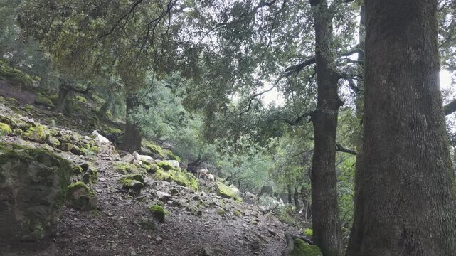 Handheld Shot of Wild Goats Climbing Mountain Forest Trail in Sardinia Italy