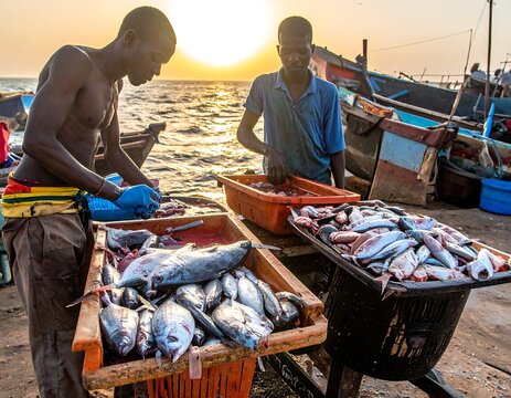 Two men gutting freshly caught fish on a pier at sunset
