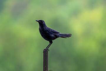 Fototapeta premium The two photos show an adult Blue Whistling Thrush and its fledgling. The adult bird has dark blue-black plumage dotted with fine white speckles, standing steadily on an iron pole against a soft green