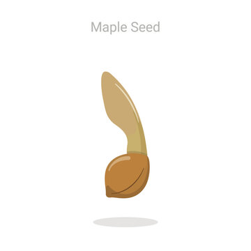A single winged maple seed, samara, isolated on a white background, botanical of tree seeds, nature concept for seasonal projects