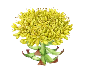Rhodiola rosea flowering stem isolated on  background. Hand painted medicinal adaptogenic herb watercolor illustration for herbal medicine, supplements, Ayurveda, wellness and botanical design © anitapol