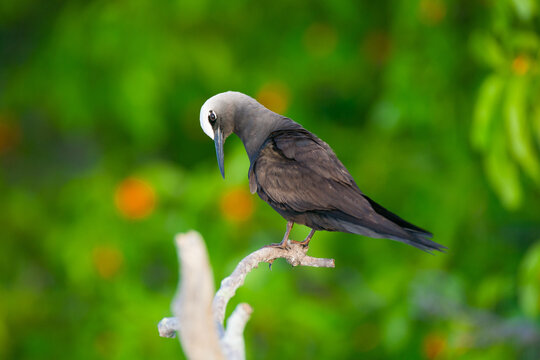 Black Noddy Perched