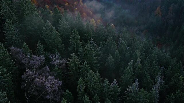 Aerial view of misty autumn forested hills bathed in warm morning light. Colorful fall foliage, drifting fog and layered mountain ridges create a serene cinematic landscape.
