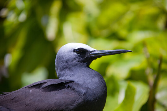 Black Noddies nesting in Pisonia trees on a Great Barrier Reef Island