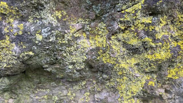 Close up abstract background view of nature and lichen on a wall in green and yellow Uk 4K