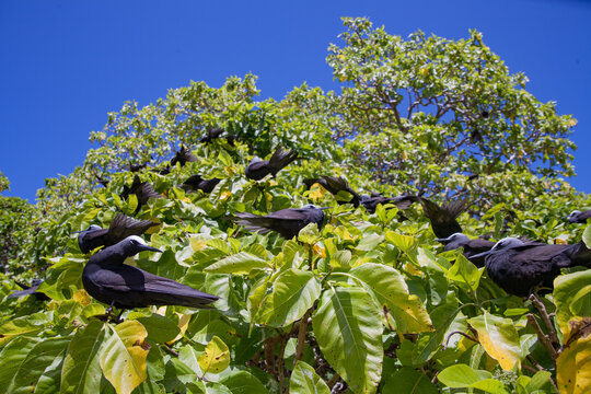 Black Noddy Terns in Lush Canopy