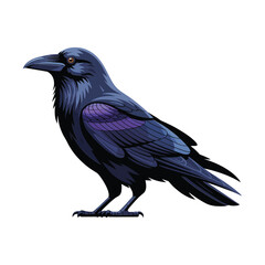 Obraz premium Detailed of a black raven standing in profile isolated on white background, for nature studies, or gothic artistic projects