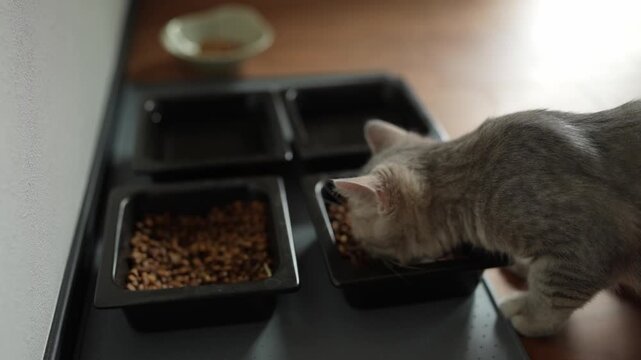 Soft light glows on the kitchen counter. Gray kitten sniffs food in a black dish. Three black trays hold kibble neatly arranged. The kitten leans in, showing curiosity and hunger