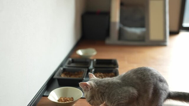 Gray cat watches food bowls from behind a counter. Sunlight glows softly across the room's wooden floor. Cat's tail moves gently, showing calm curiosity. No people are visible in this scene