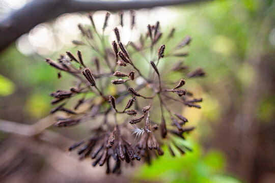 Pisonia seed head with an attached Black Noddy (Anous minutus) feather