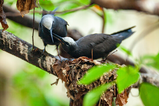 Black noddies (Anous minutus) on Nest