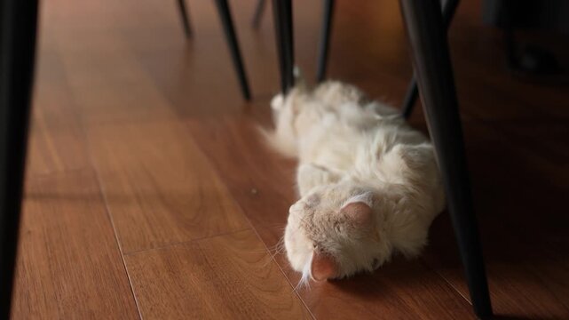 Soft white cat sleeps curled under chair legs. Warm wooden floor reflects gentle sunlight. Cat appears peaceful, unaware of nearby legs. Perfect for cozy, domestic, or tranquil scenes