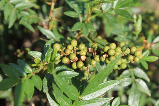 Toothache, Zanthoxylum armatum, Chinese Sichuan Pepper or prickly Ash wild plant and seed heads