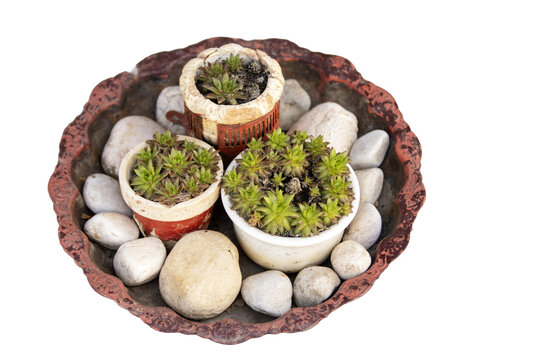 Rustic Succulent Garden in Vintage Metal Bowl