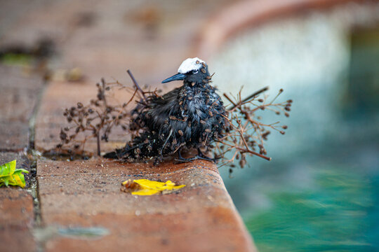 Black Noddy (Anous minutus) covered with Pisonia seeds
