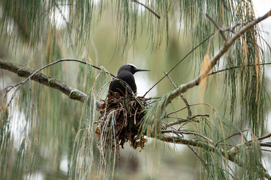 Black Noddy on Nest
