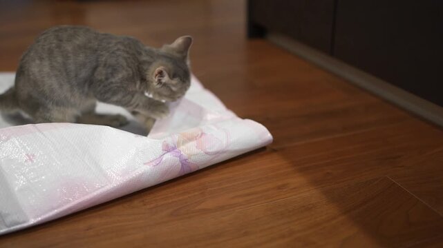 Gray kitten explores a absorbent pad on wooden floor. Curious feline sniffs and paws at the paper surface. Kitten's cautious steps show natural exploratory behavior. Perfect for pet care, training