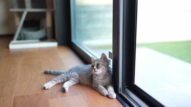Gray cat rests near window, eyes half-closed. Soft light glows, quiet, calm, peaceful. Floorboards, glass, outdoor green lawn visible. Calm, still, curious feline watches beyond glass