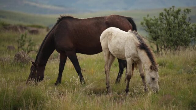 A cream foal stands in the foreground at right near a dark brown mare grazing with head lowered; both horses occupy the middle of a rocky, shrub-dotted meadow