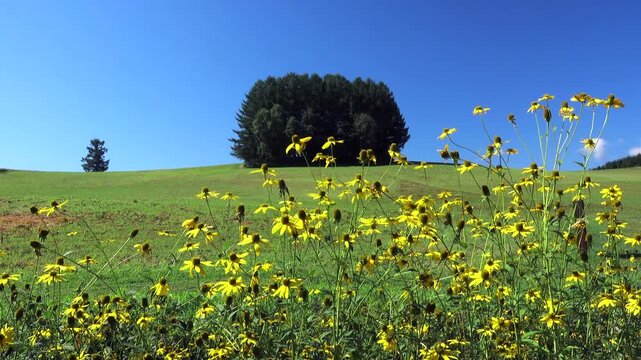 もう一つのマイルドセブンの丘と野の花