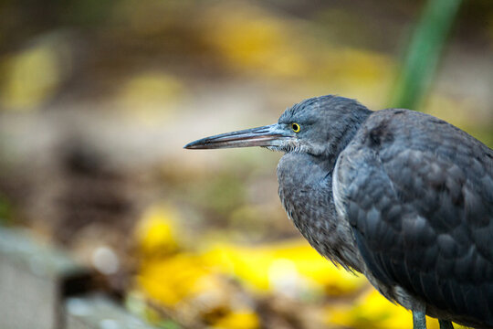 Dark Eastern Reef Egret Egretta sacra Intense Gaze