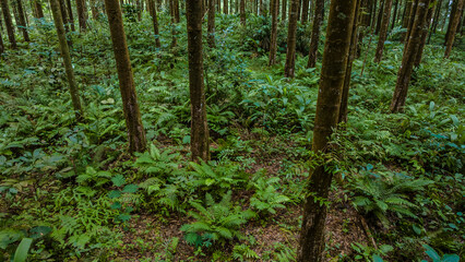 Fototapeta premium Aerial View of Scenic Tropical Forest with Rubber Trees, Pine Trees, Ferns and Wild Orchids