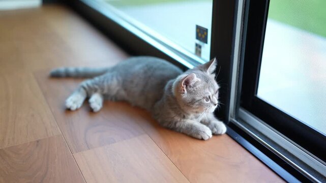 Gray tabby cat rests near windowpane. Cat gazes outward with calm, curious expression. Soft light highlights fur texture and relaxed posture. Ideal for home, pet, or tranquil lifestyle imagery