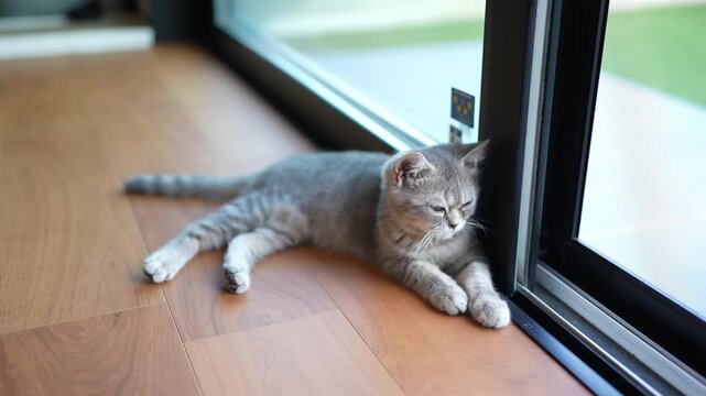 Gray cat rests near window, eyes half-closed. Soft light glows, quiet, calm, peaceful. Floorboards, glass, outdoor green lawn visible. Calm, still, curious feline watches beyond glass