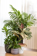 Various house plants in modern stylish room, plants in a pot, spathiphyllum, zamia, rubber plant © malija