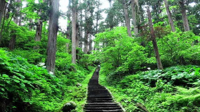 羽黒山の杉並木と参道