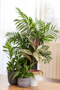 Various house plants in modern stylish room, plants in a pot, spathiphyllum, zamia, rubber plant