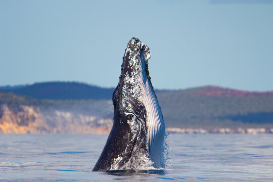Juvenile Humpback Whale Breaching in Hervey Bay