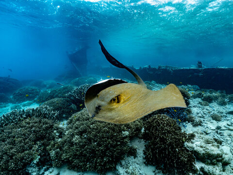 Cowtail Stingray, Pastinachus ater Over Coral Reef