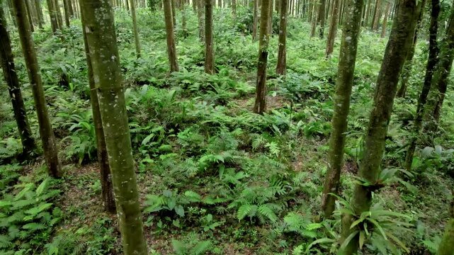 Aerial View of Scenic Tropical Forest with Rubber Trees, Pine Trees, Ferns and Wild Orchids