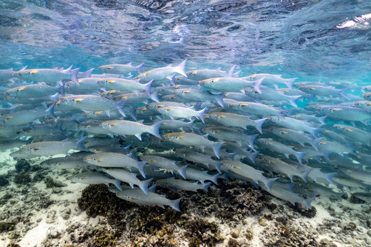 Underwater School of sea mullets, Mugil cephalus