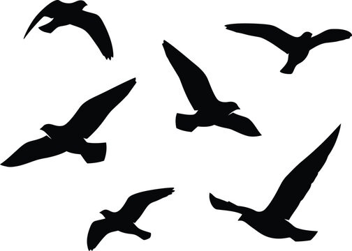 Black Seagulls Flying on White Background
