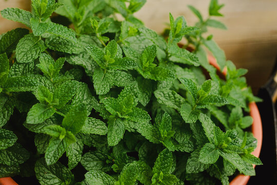 Vibrant green mint leaves growing in a terracotta pot