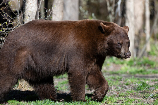 Brown Phase Black Bear Walking at Edge of Forest