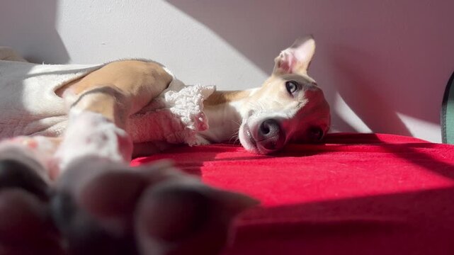 Elegant Whippet Dog Resting in Sunlight on Red Blanket