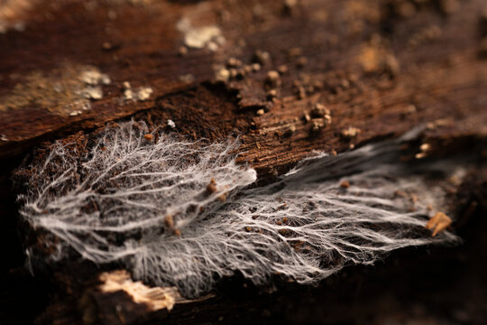 Delicate white mycelium growing on rotten wood