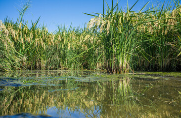 Obraz premium Paddy fields full of mature Rice mature plants, Spain